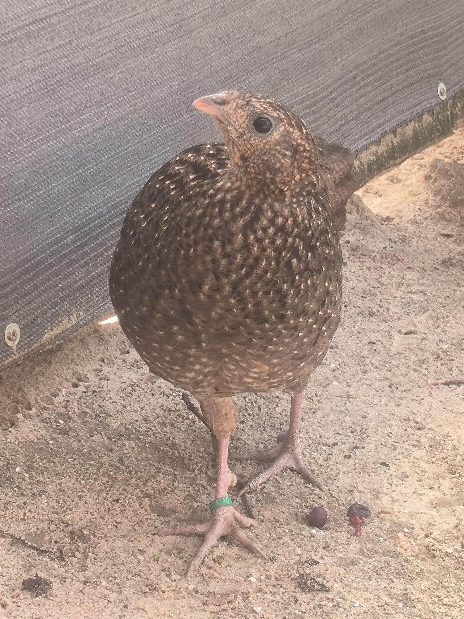 Kura satyr 2021r. Tragopan