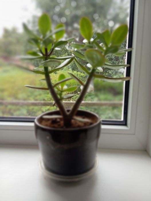 Грошове (денежное) дерево