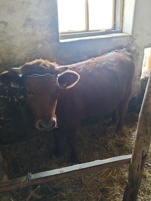 Jałówka rasy polska czerwona