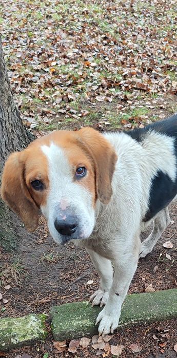 Пес загубився великий чемний