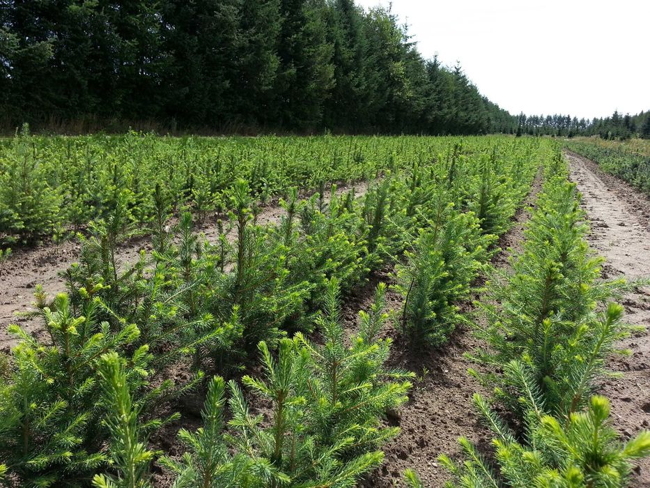 Świerk pospolity 2/1 25 cm - 55 cm