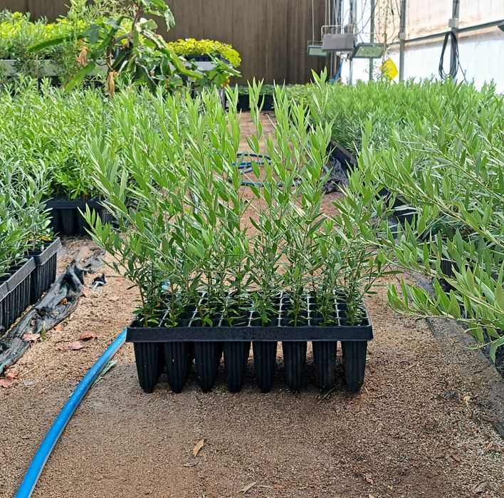 Oliveiras ‘Galega’