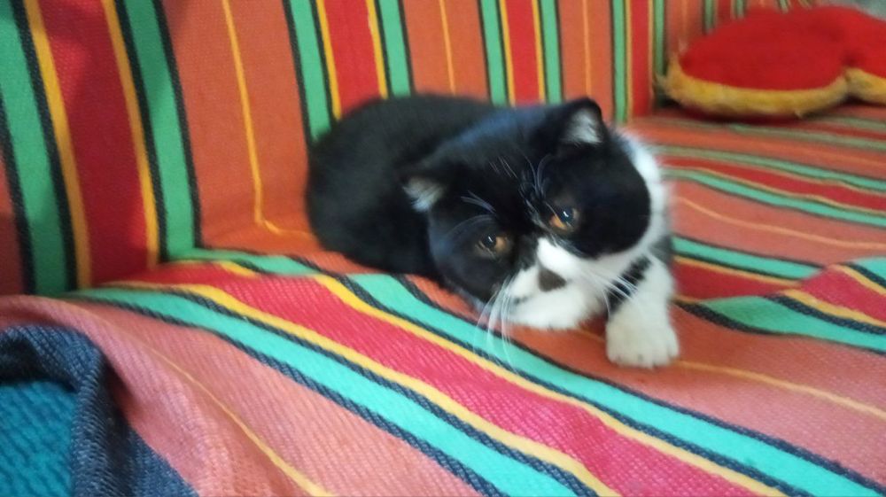 Кот, кіт екзот (вязка)