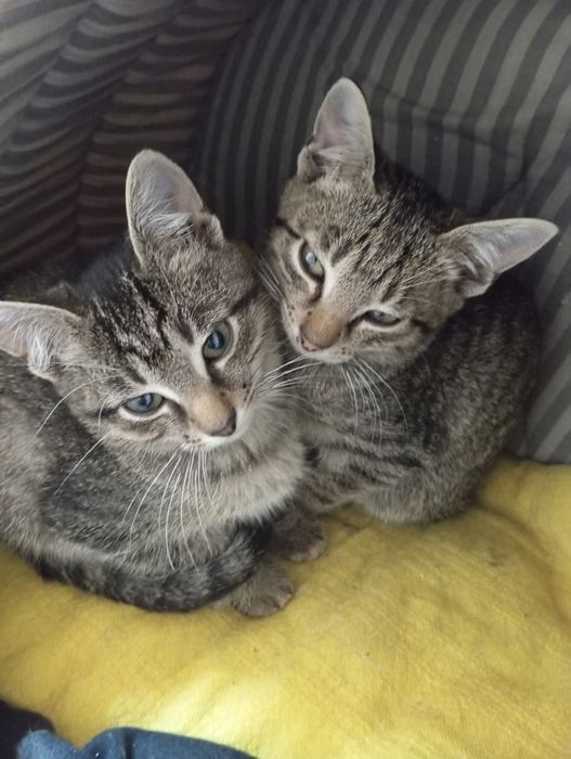 Кутусики кошенята котики безкоштовно в добрі ручки