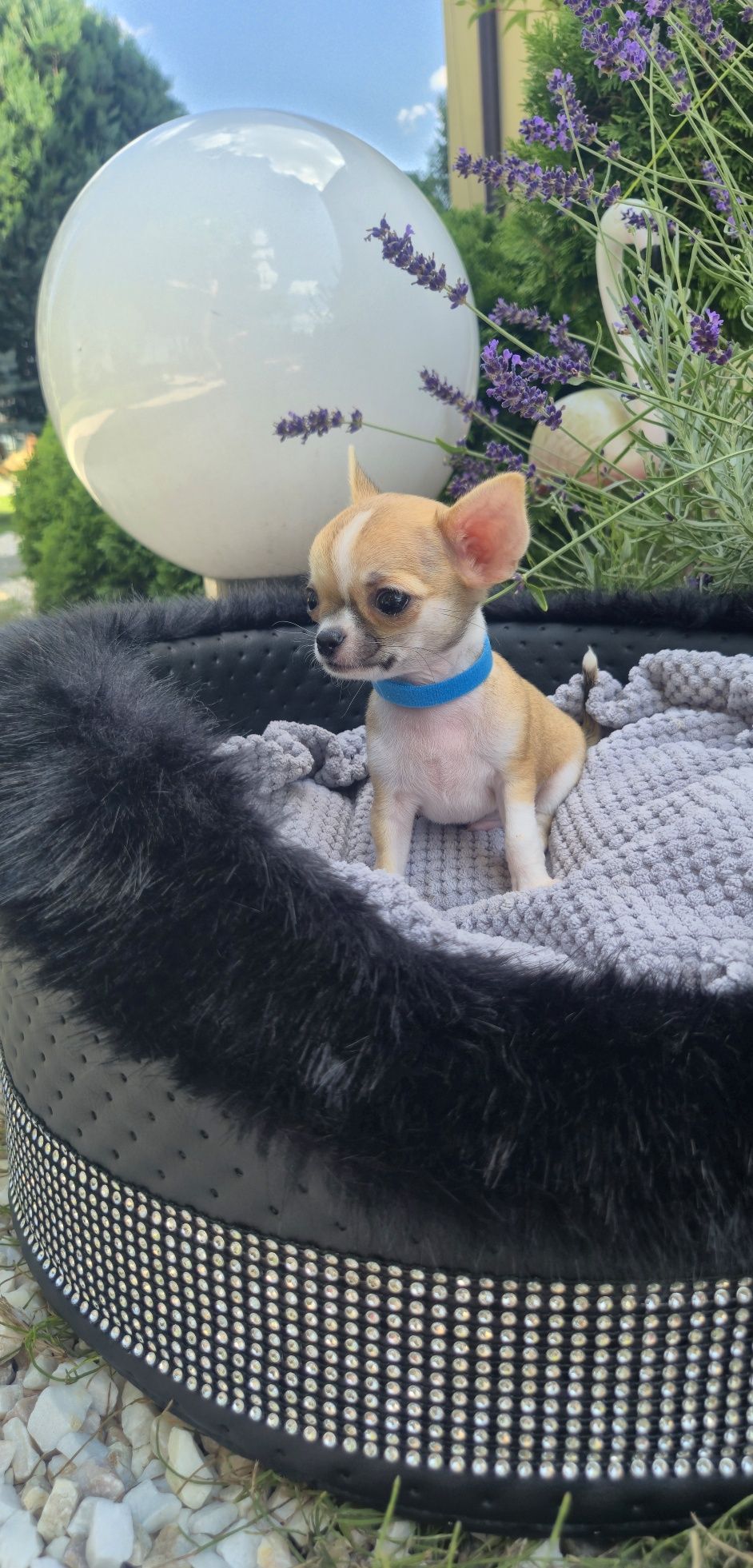 MINI XXS przecudowny chłopczyk chihuahua krótkowłosy miniaturka