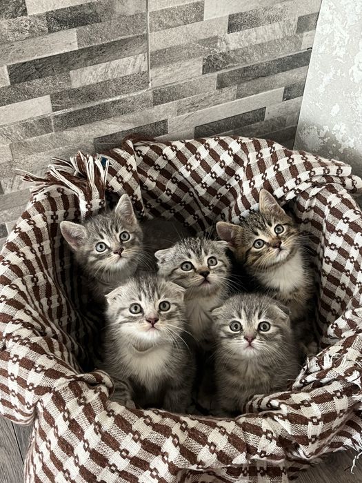 Кошенята окрасу таббі