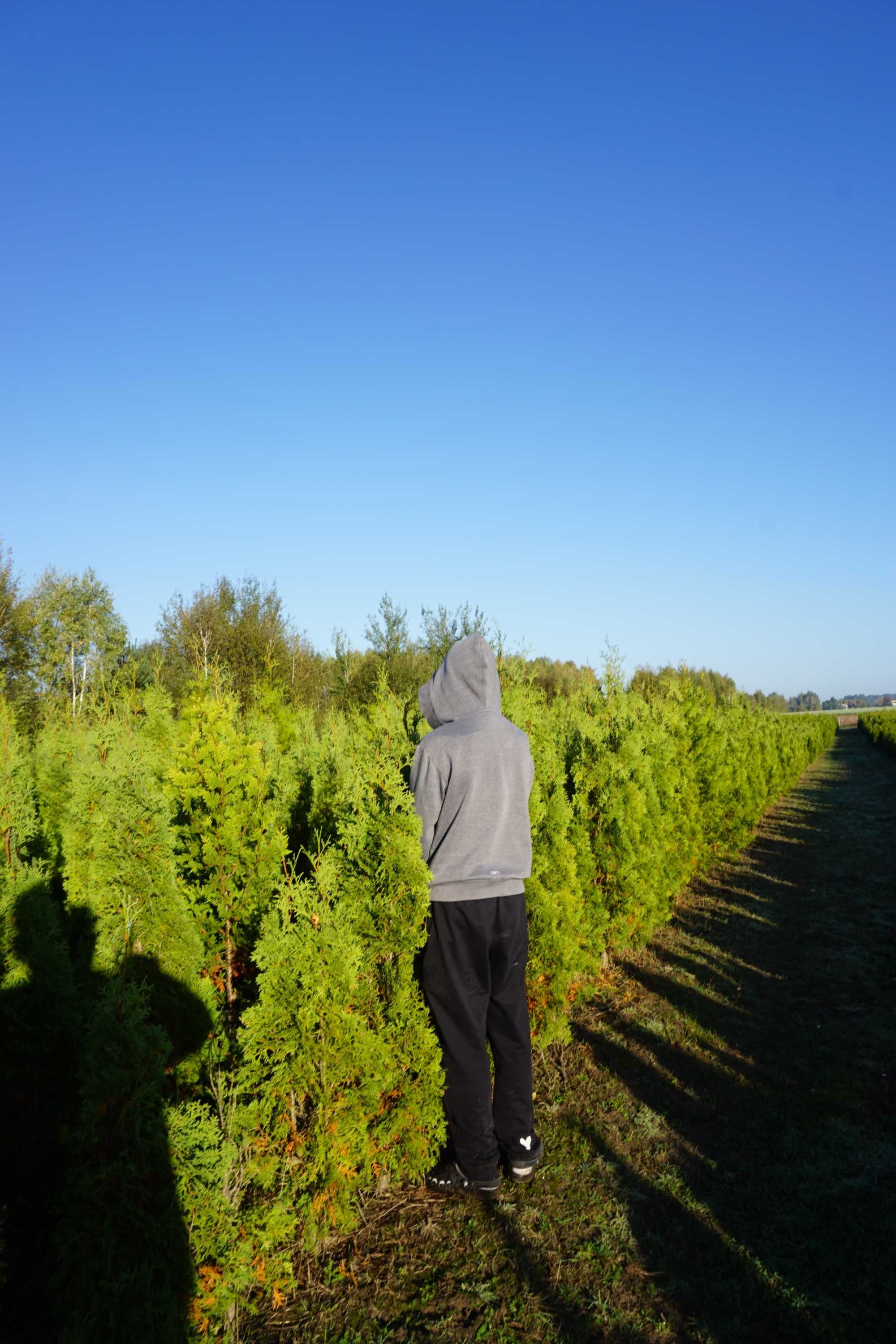 200cm _‼️_ thuja COLUMNA _‼️_ tuja kolumnowa szpalerowa NIE szmaragd