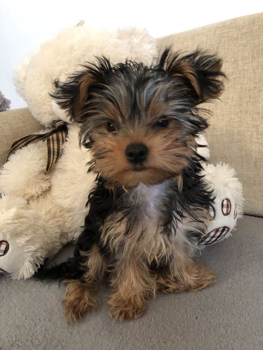 Yorkshire terrier