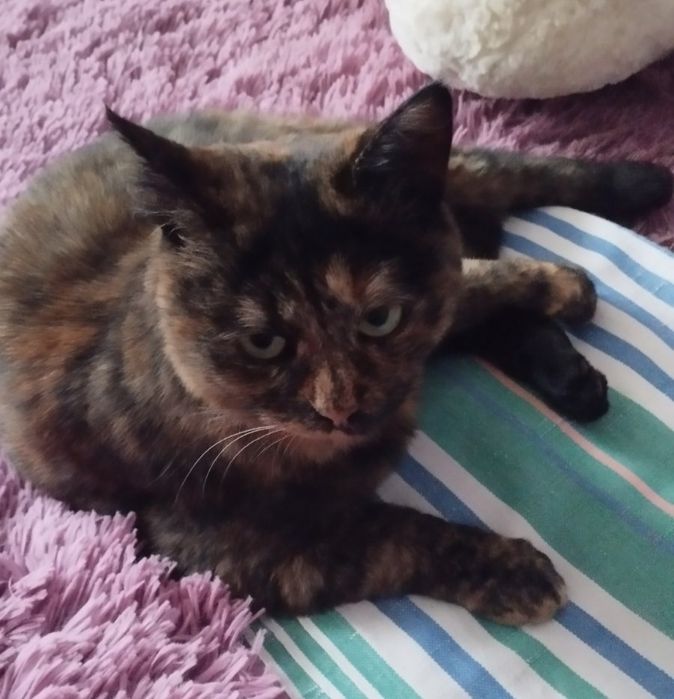 Чарівна стерилізована киця Черепашка