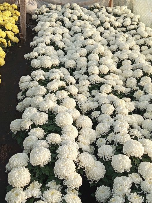 Chryzantemy Sprzedam