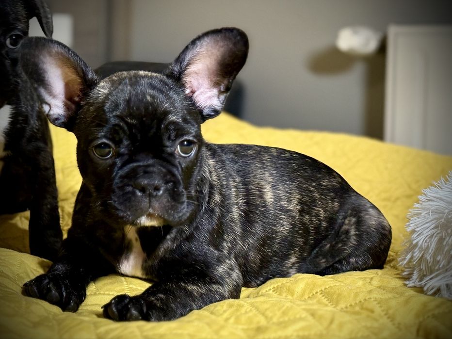 Buldog Francuski