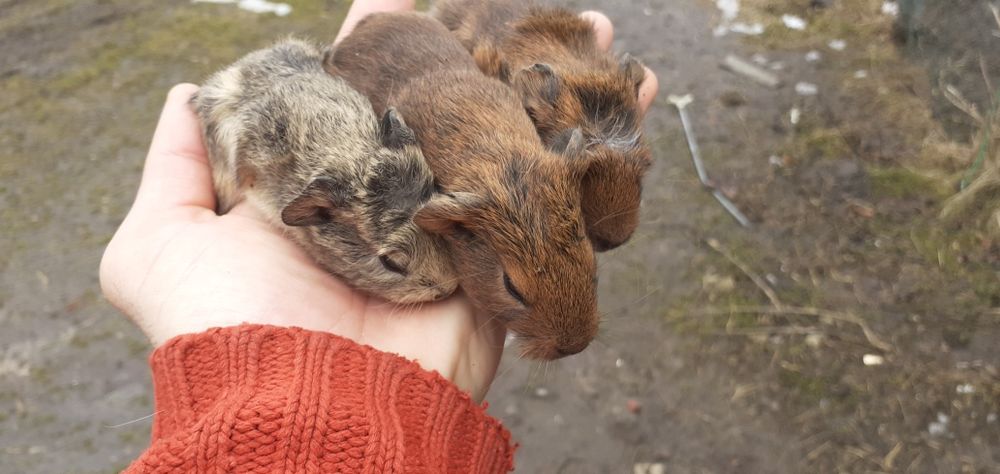 Świnka morska Kawia domowa