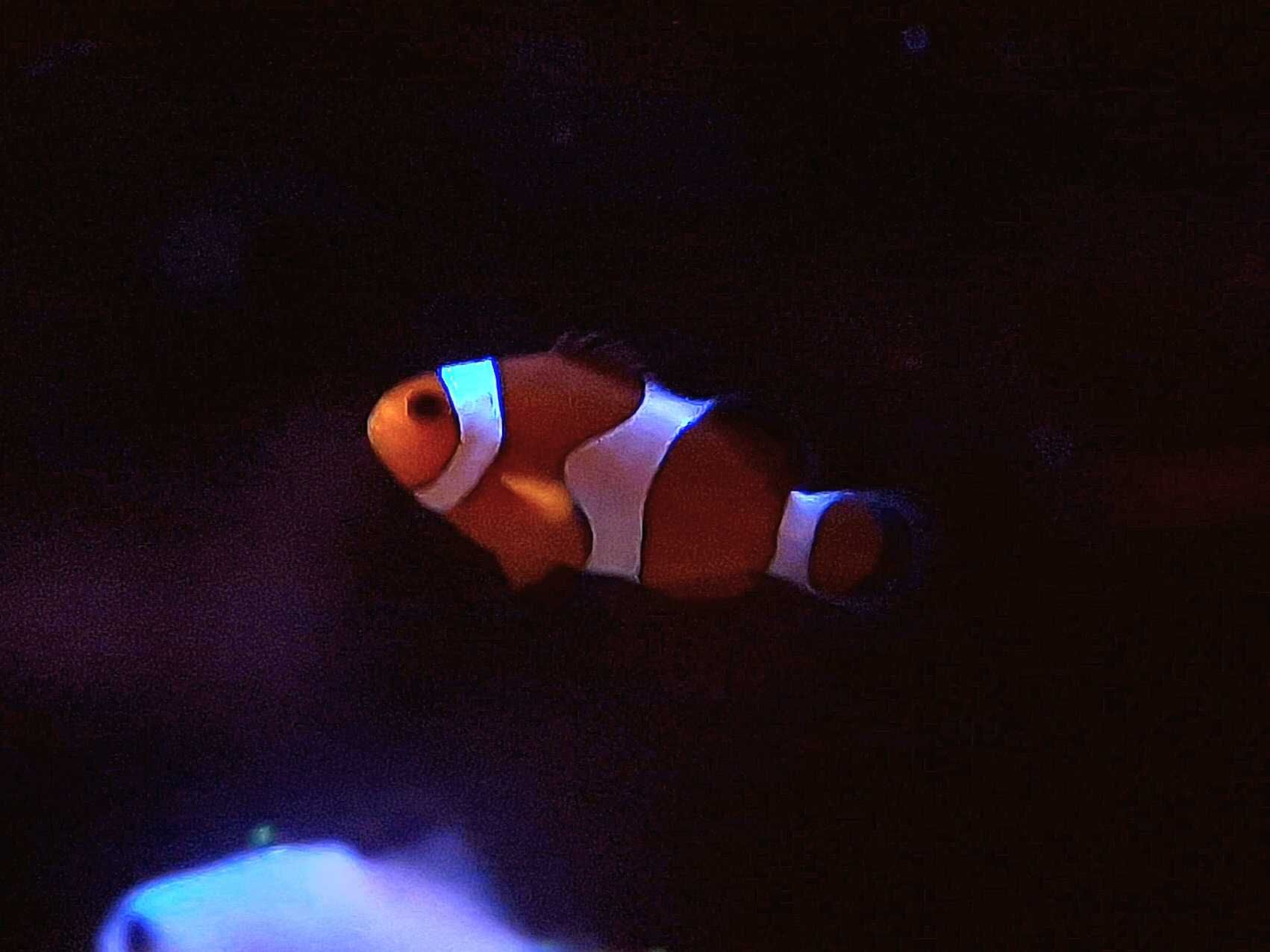 Amphiprion ocellaris Błazenek Nemo Akwarystyka Morska Poznań