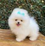 Spitz alemao mini
