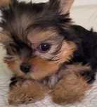 Yorkshire terrier  TOP QUALIDADE  preço só hoje    RAÇA PU