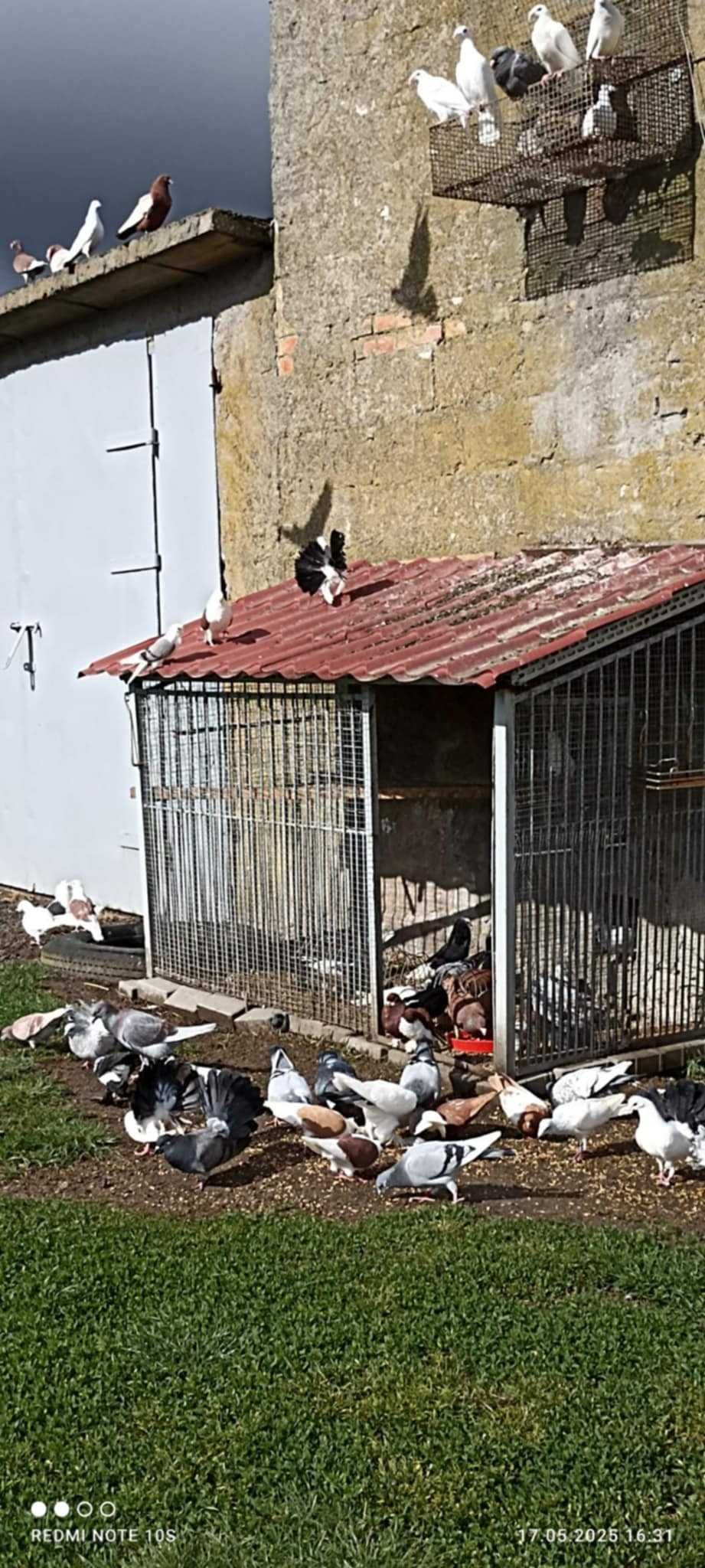ptaki gołębie rasowe