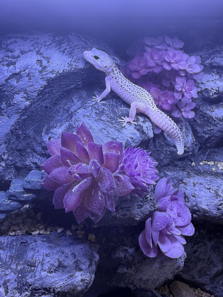 Gekon Lamparci Mack Snow leopard gecko