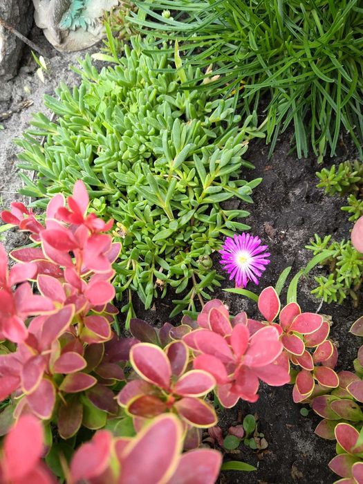 Делосперма очіток почвопокривний