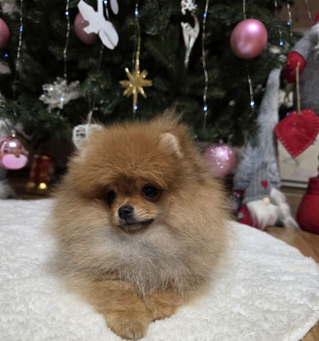 Маленькі пухнастики під ялинку