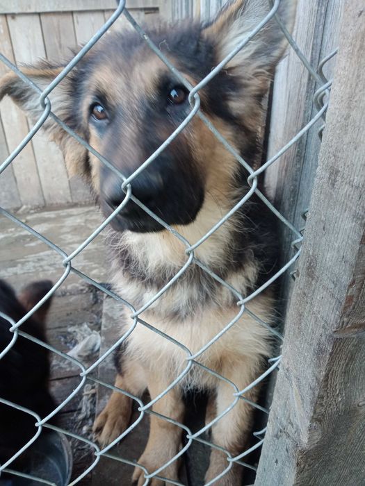 Szczenię do oddania