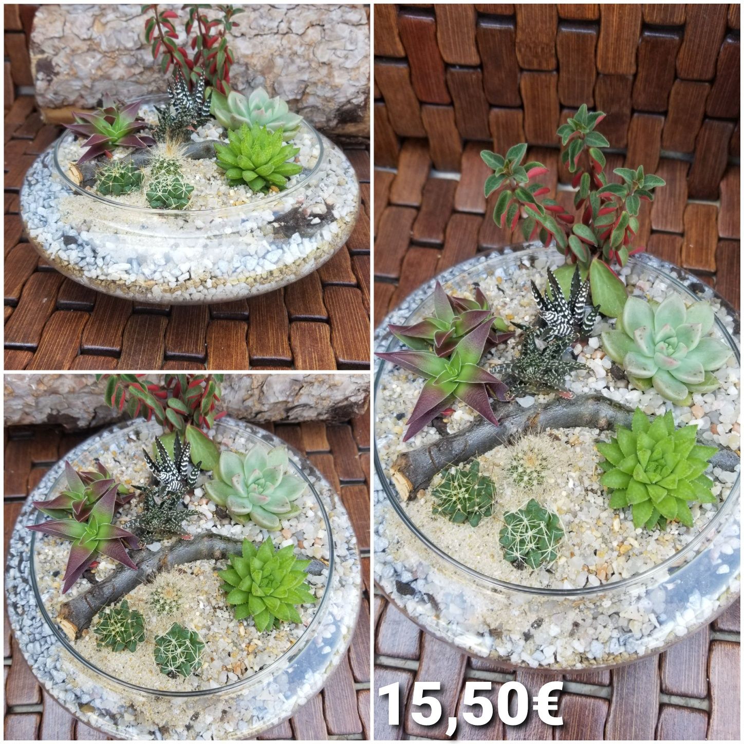 Arranjo de Suculentas