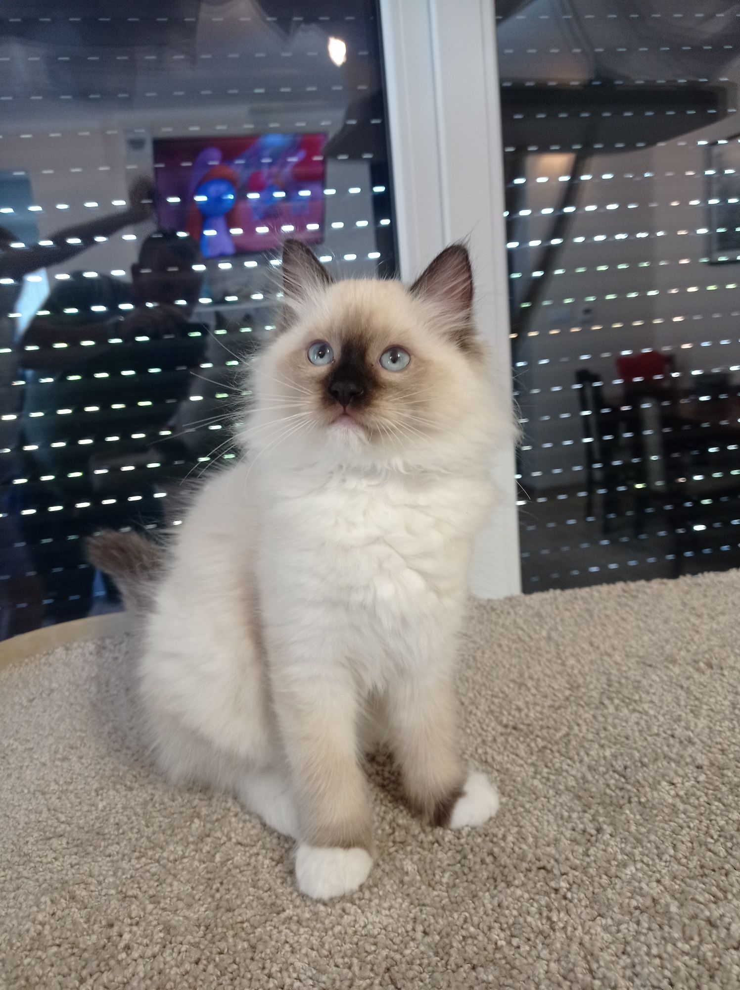 Ragdoll "Perełka" koteczka, rodowód, gotowa do odbioru