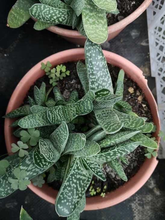 sukulenty gasteria kaktusy