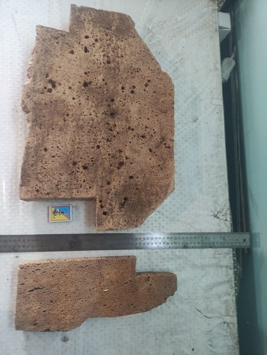 Пробковое дерево