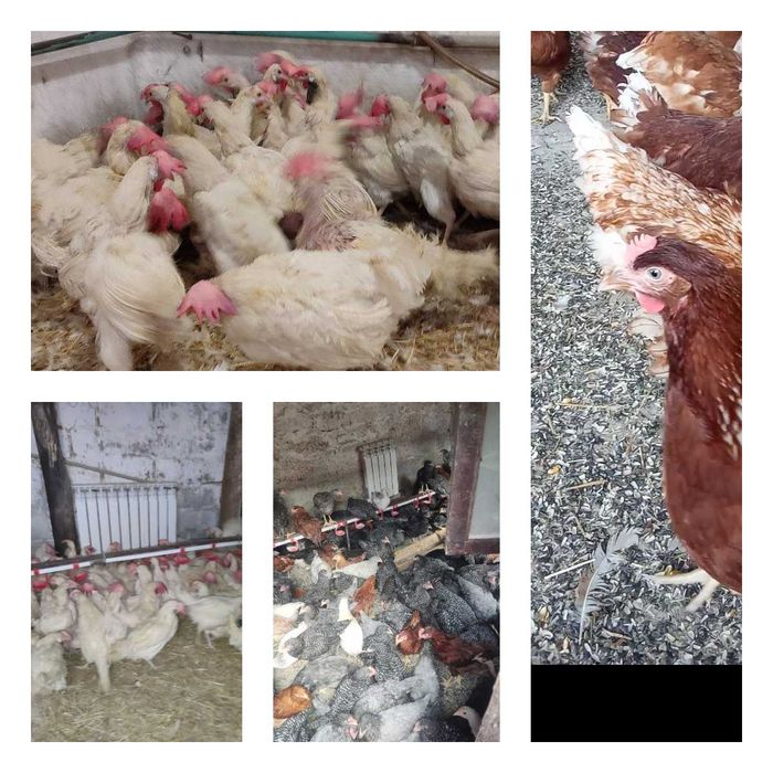 Продам кури несушки! Доставка безкоштовна. Житомир