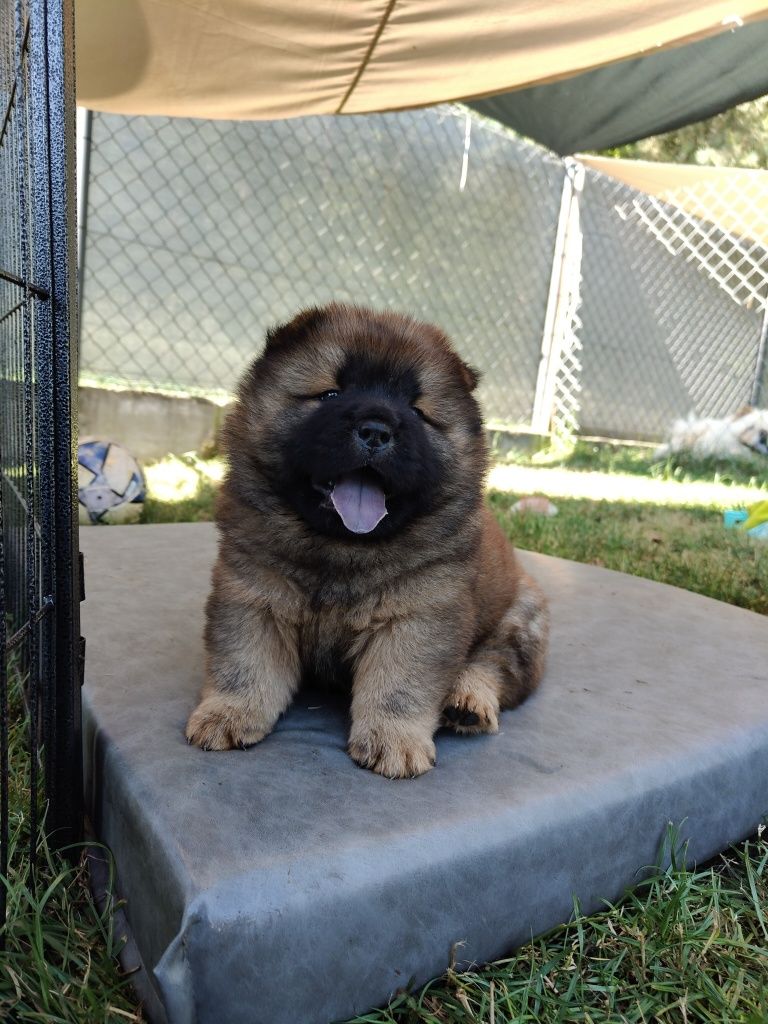 Chow Chow ZKwP FCI
