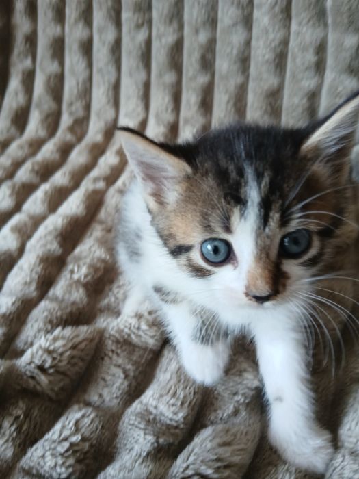 Продам котят Скотиш Страйт