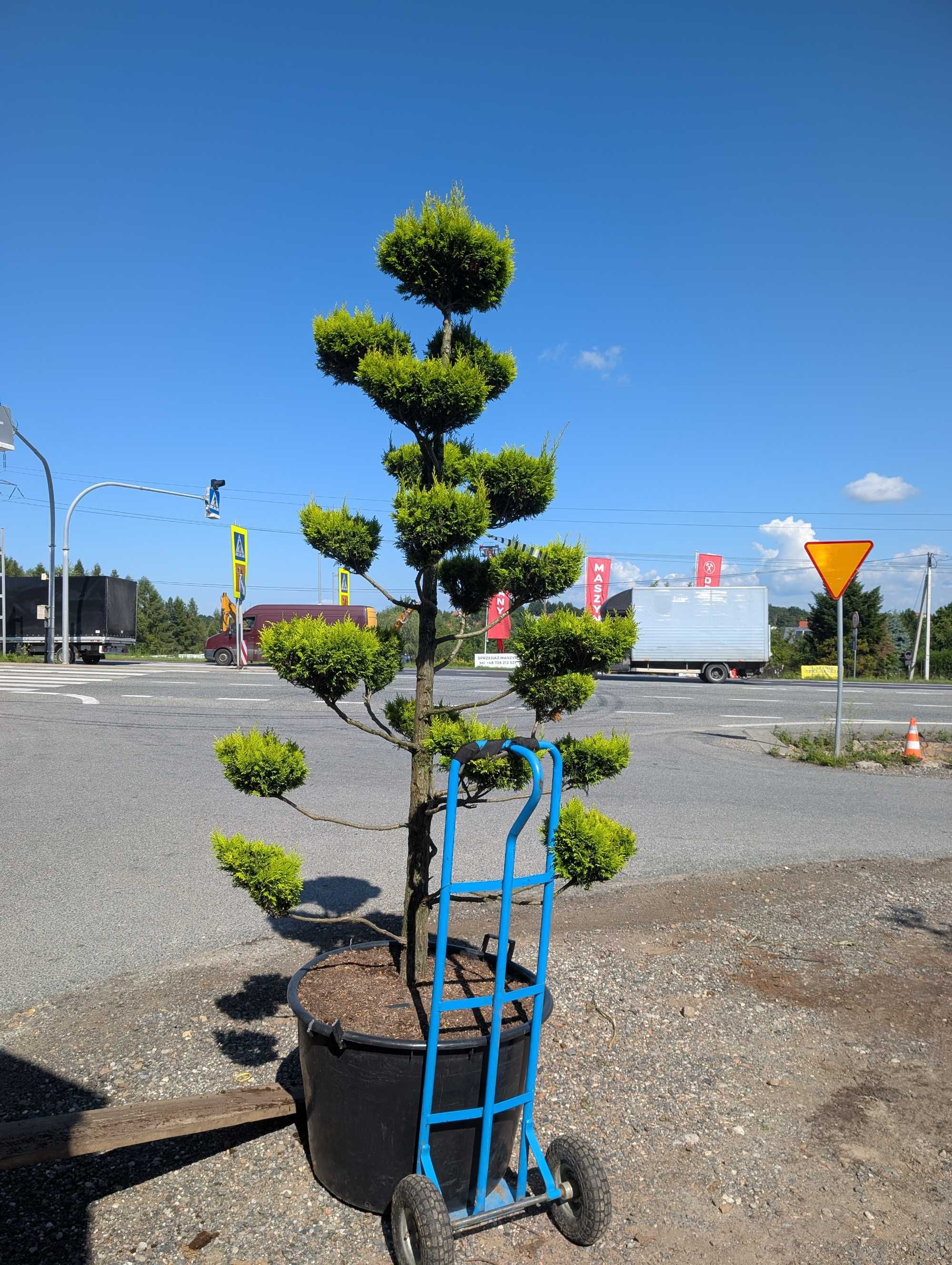 Bonsai -cyprysik 2, 5 m wysokości