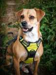 NIUNIA do adopcji