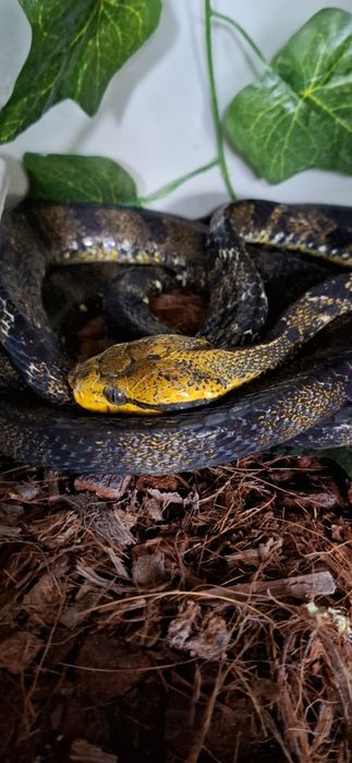 Samica B.cynodon black