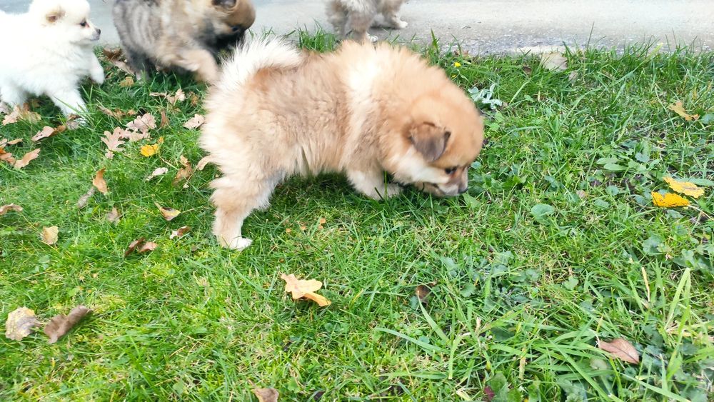 Szpic średni suczka