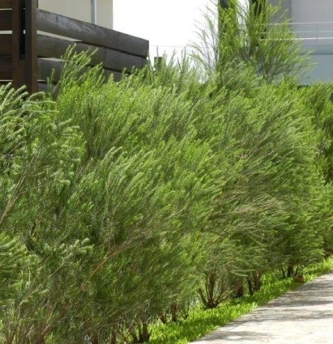 Melaleucas para sebes  cercas vivas últimas 120