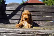 Cockapoo szczeniak