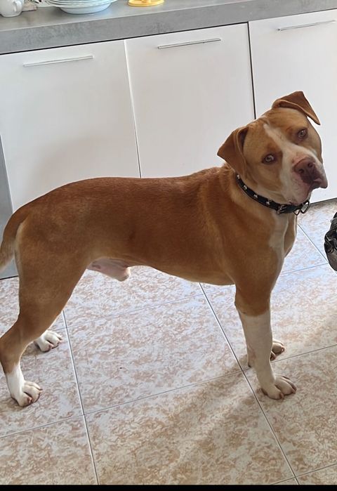 Pit bull para adoção (American staff)