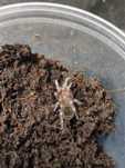Acanthoscurria geniculata L5/L6/L7 - ptasznik, pająk