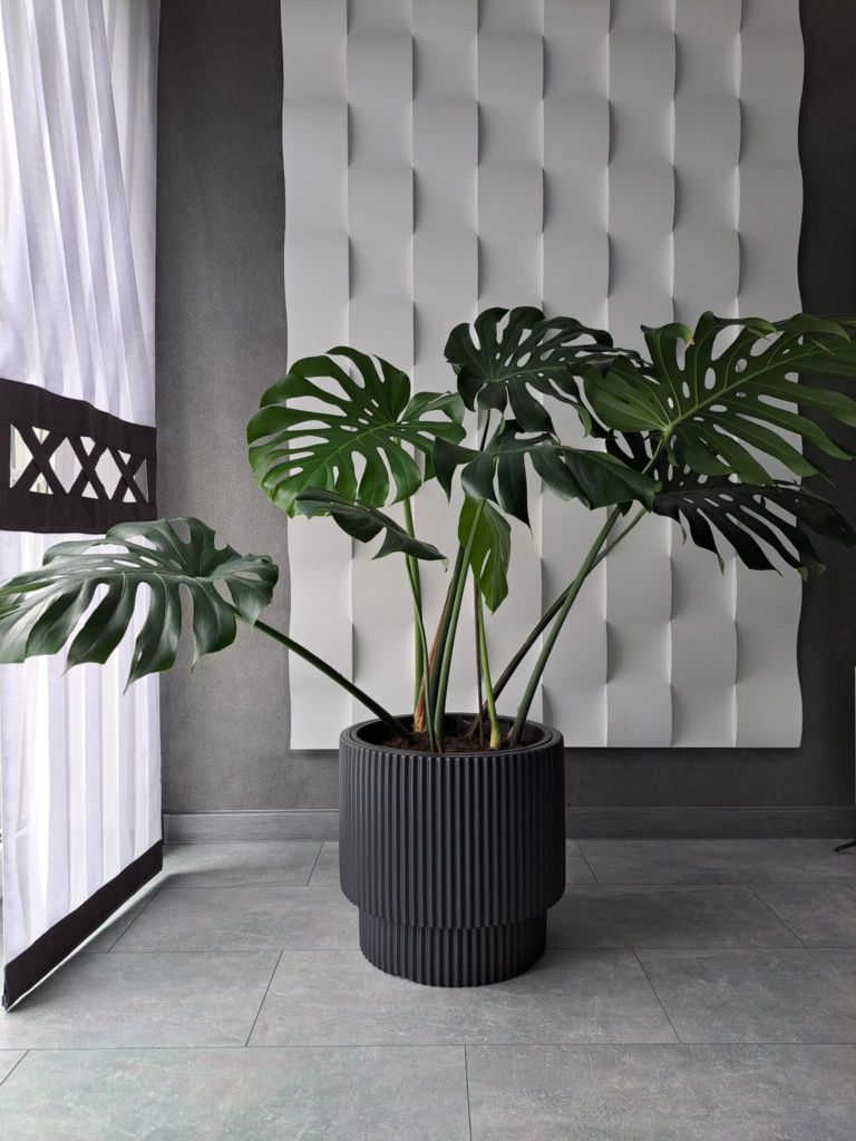 Duża, zdrowa Monstera Deliciosa wraz z doniczką