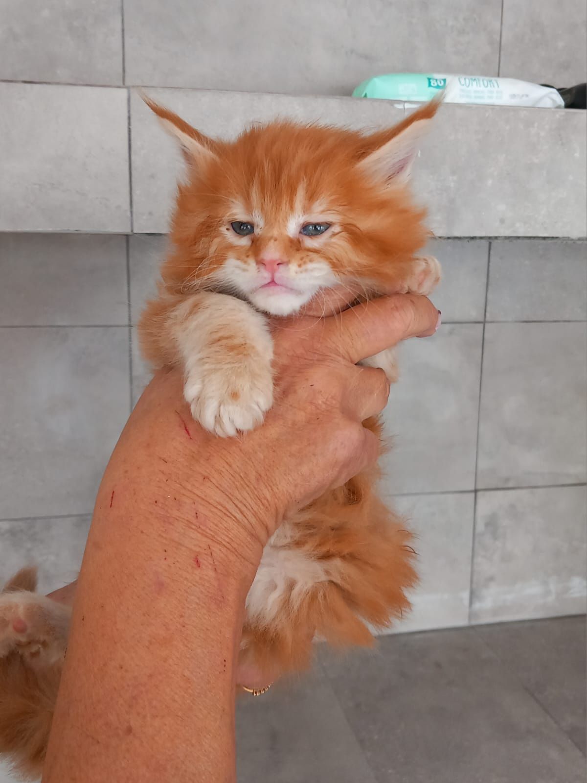 Gatinho Maine Coon Com Lop