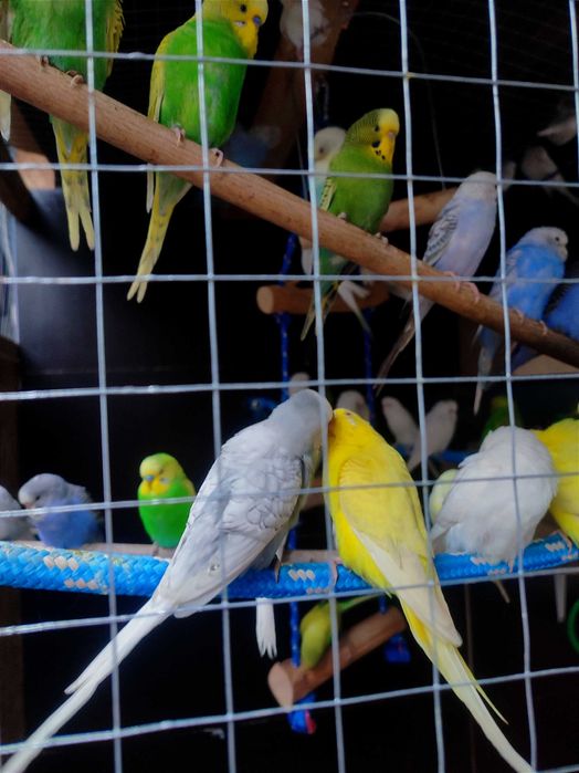 Papugi faliste-różne kolory