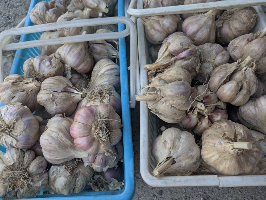 Czosnek ozimy Harnaś 25 dużych główek