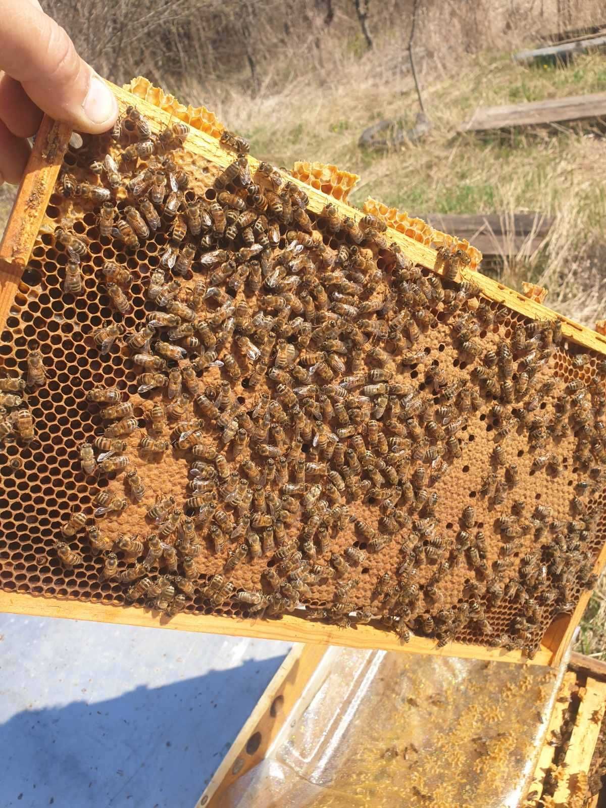 Бджолопакети Карпатська порода