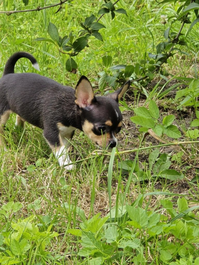Chihuahua mini piesek