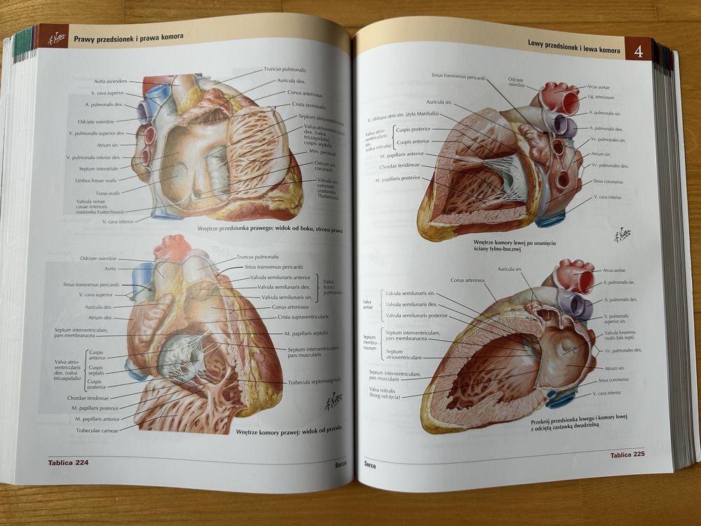 Atlas Anatomii Człowieka, Netter, Łaciński, wyd. 7