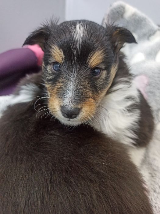 Owczarek Szetlandzki Sheltie piesek trikolor