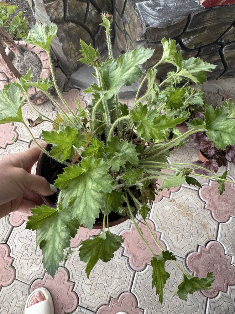 Гейхера,кустик,продам