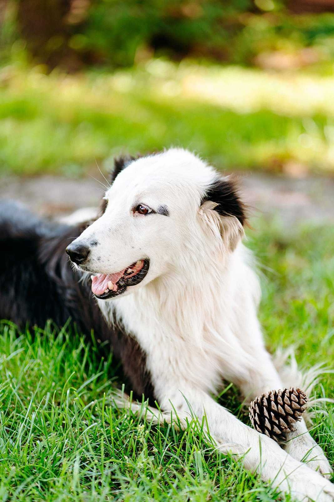 Border collie szczeniak kennel club suczka