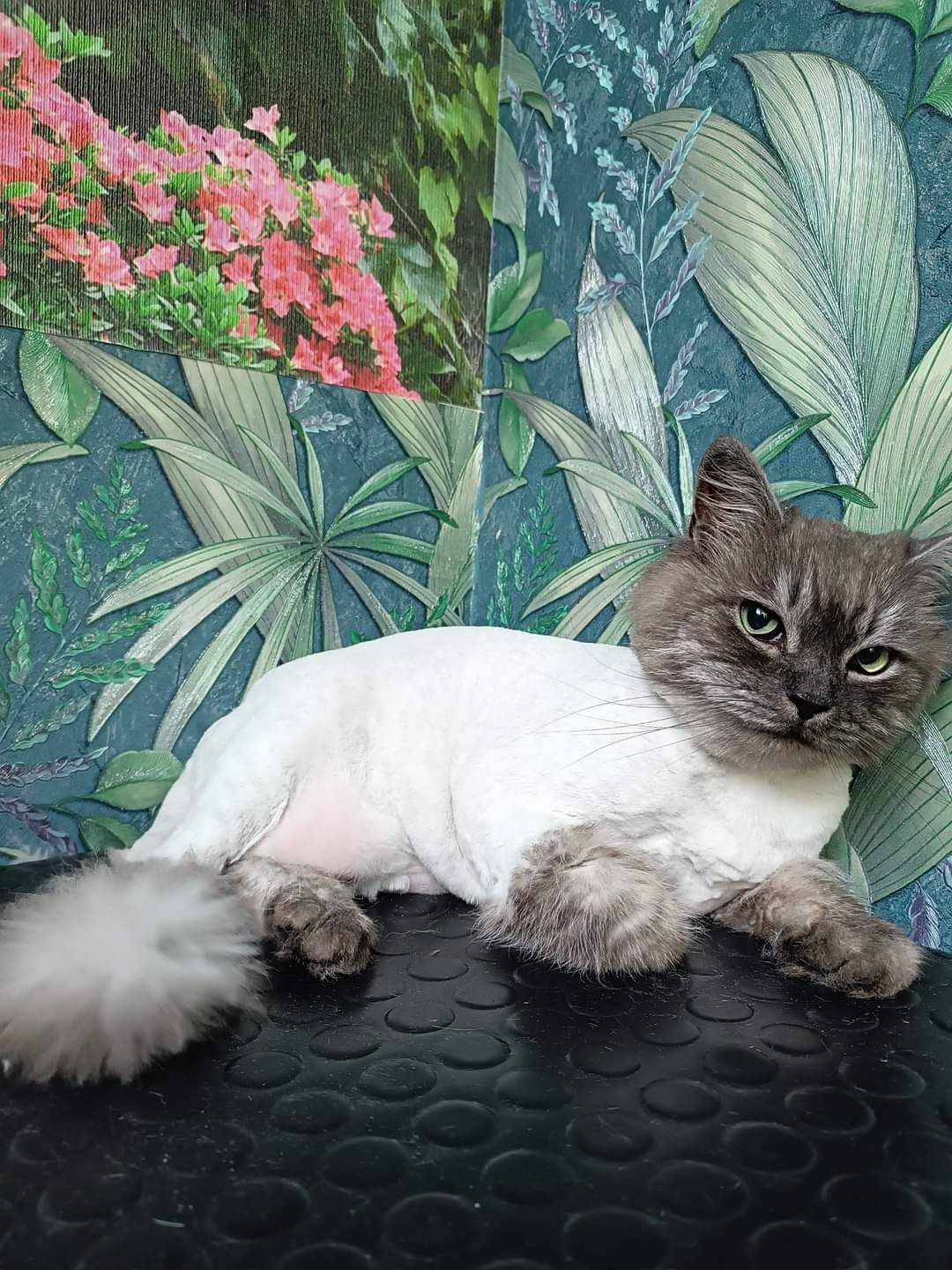 Кошки,собаки всех пород.